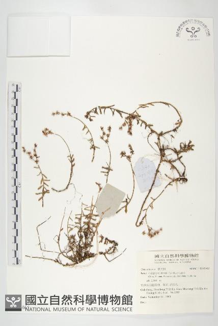 登錄號:S140465藏品圖，第1張