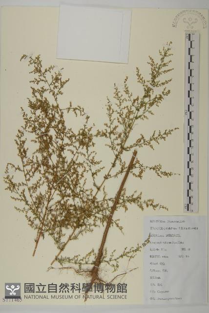 青蒿藏品圖，第1張