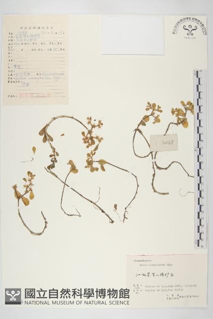 凹葉景天藏品圖，第1張