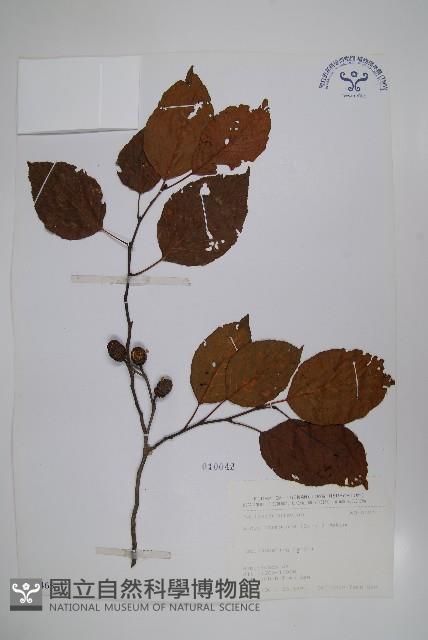 臺灣赤楊、臺灣榿木藏品圖，第1張