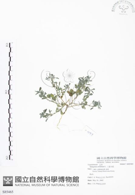 三葉木藍藏品圖，第1張