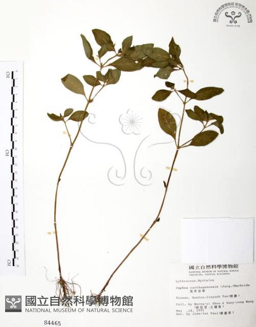 克非亞草藏品圖，第1張