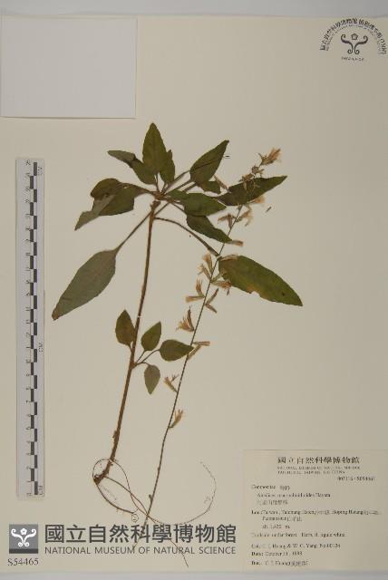 阿里山鬼督郵藏品圖，第1張