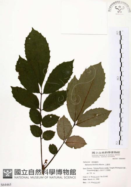 山豬肉藏品圖，第1張