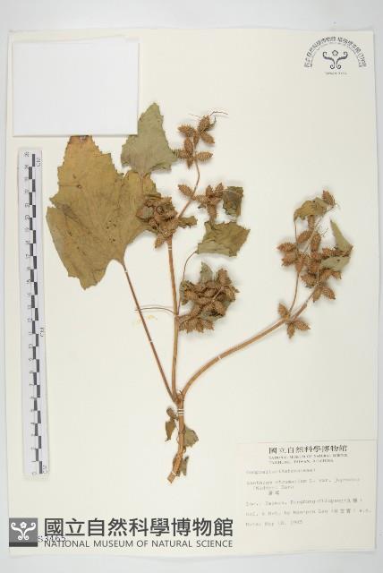 蒼耳藏品圖，第1張