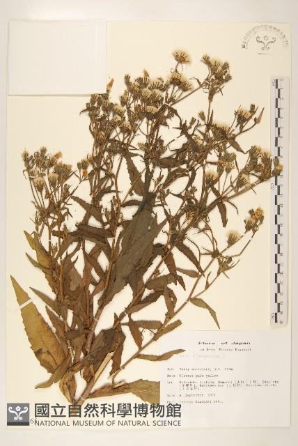 登錄號:S113465藏品圖，第1張