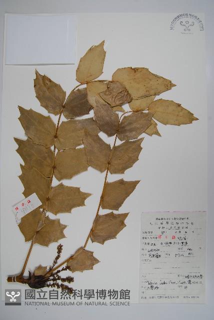 闊葉十大功勞藏品圖，第1張