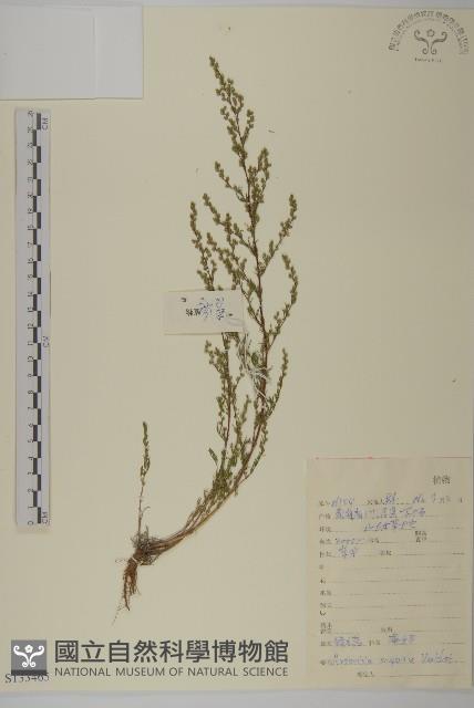 黃蒿藏品圖，第1張