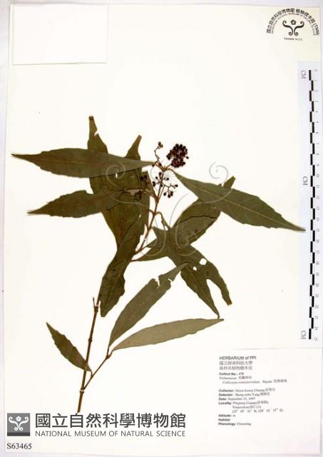 疏齒紫珠、恆春紫珠藏品圖，第1張