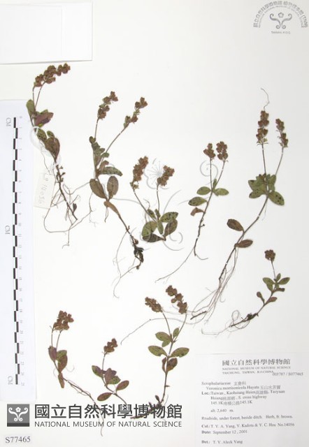 玉山水苦賈藏品圖，第1張