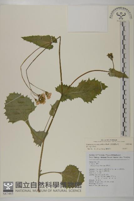 粉黃纓絨花藏品圖，第1張