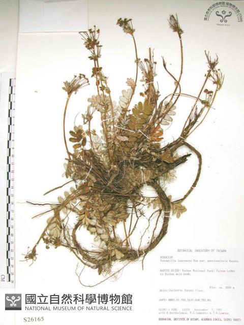 玉山金梅藏品圖，第1張