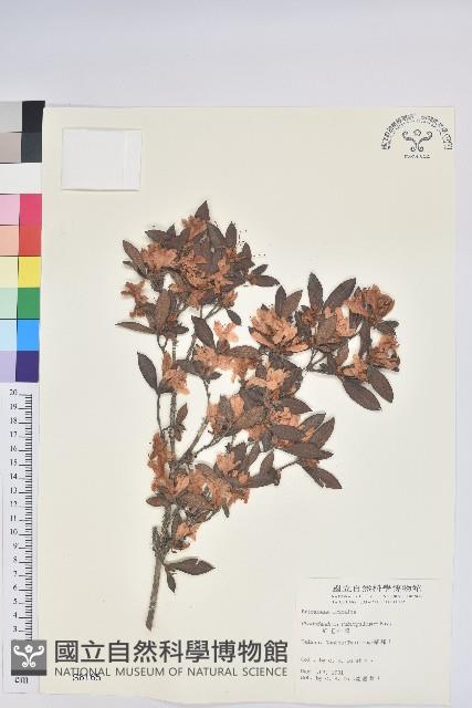 紅毛杜鵑藏品圖，第1張