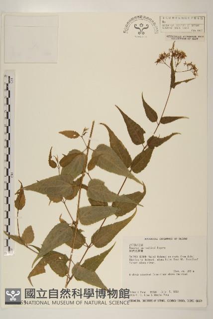 田代氏澤蘭藏品圖，第1張