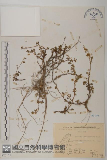 玉山艾藏品圖，第1張