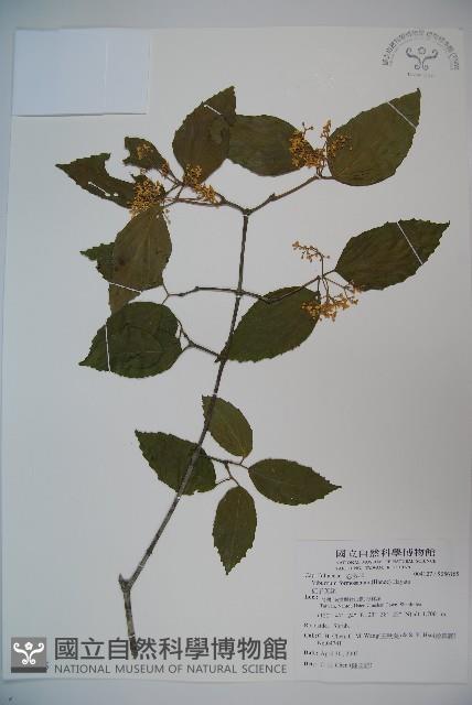 紅子莢迷藏品圖，第1張