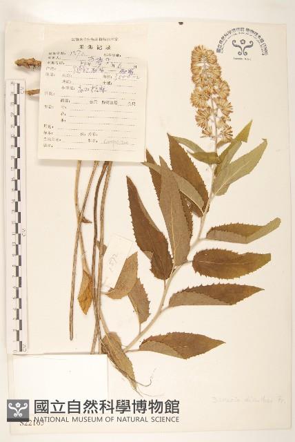 雙花千里光藏品圖，第1張