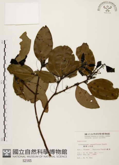 土肉桂藏品圖，第1張