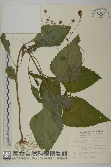 下田菊藏品圖，第1張