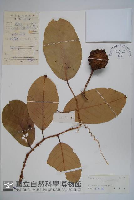 水檳榔藏品圖，第1張