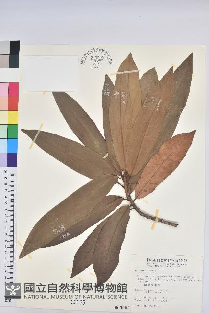 闊葉變葉木藏品圖，第1張