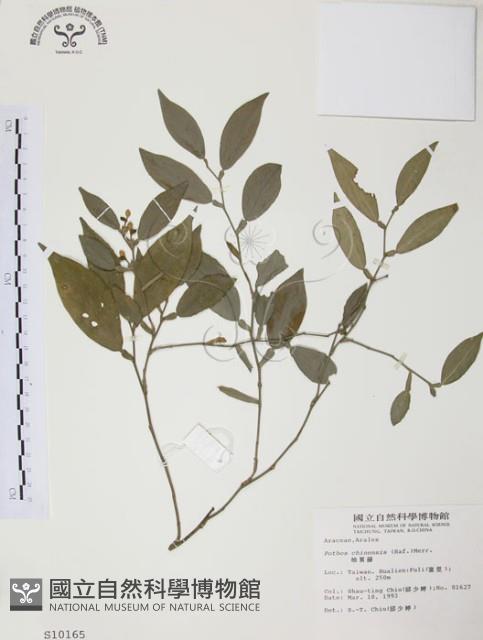 柚葉藤藏品圖，第1張