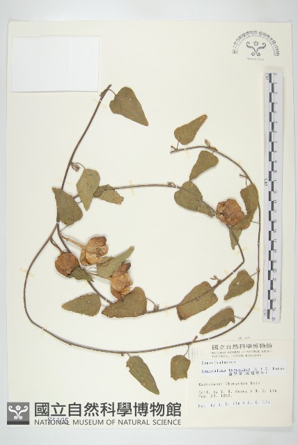 盒果藤藏品圖，第1張