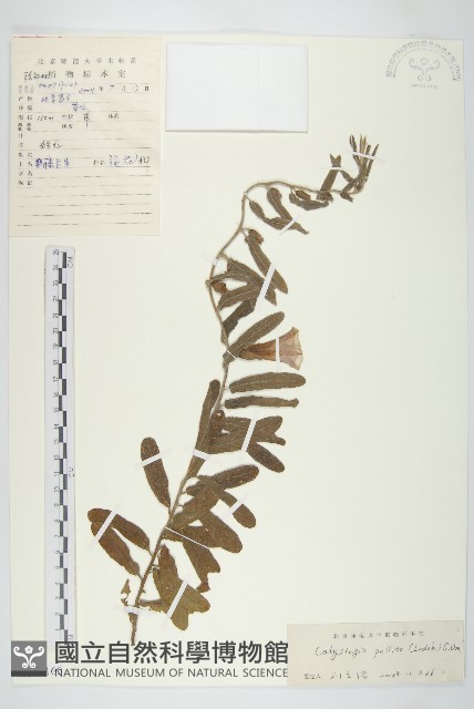 藤長苗藏品圖，第1張
