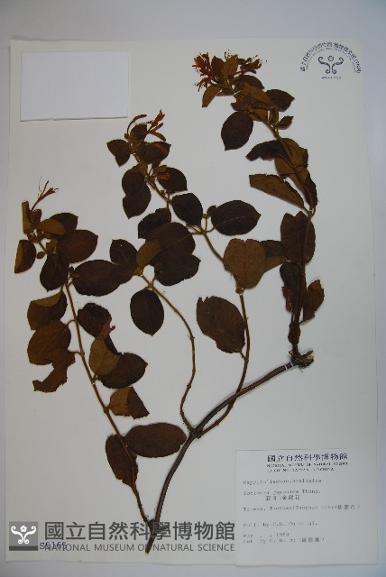 忍冬、金銀花藏品圖，第1張