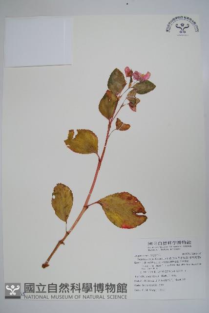 四季海棠、洋秋海棠藏品圖，第1張
