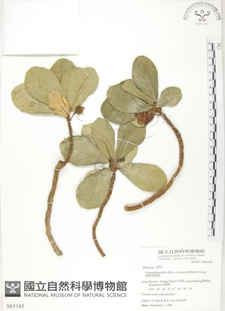 鵝鑾鼻蔓榕藏品圖，第1張