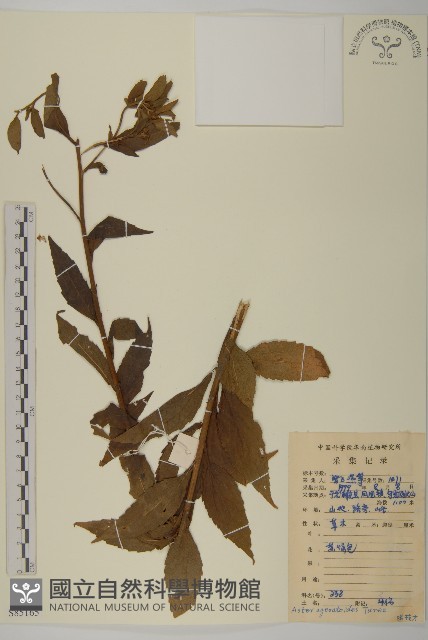 山白蘭藏品圖，第1張