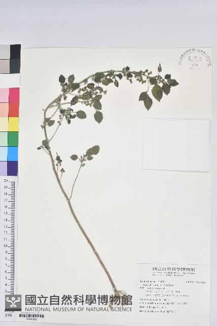 印度鐵莧藏品圖，第1張