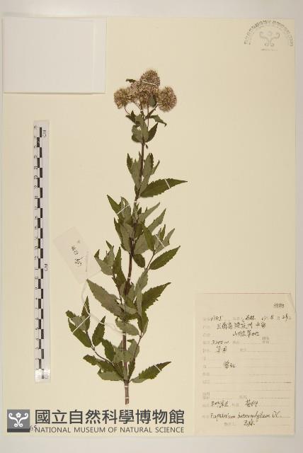 異葉澤蘭藏品圖，第1張