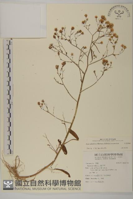 掃帚菊藏品圖，第1張