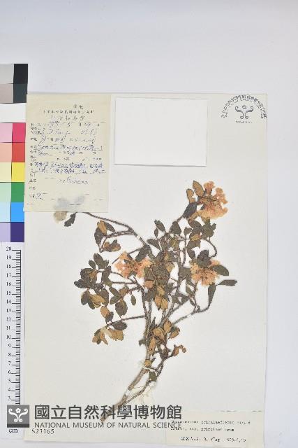 櫻草杜鵑藏品圖，第1張