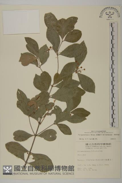 菱葉衛矛藏品圖，第1張