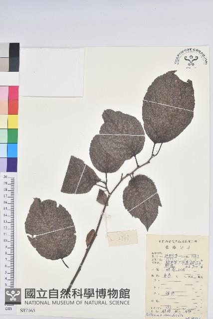 杜仲藏品圖，第1張