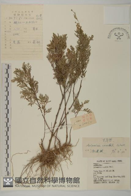 蒿子藏品圖，第1張