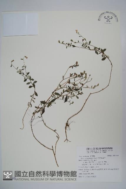 西南風鈴草藏品圖，第1張