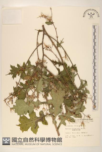 臺灣山苦苣藏品圖，第1張