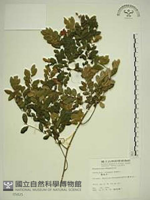 翼核木藏品圖，第1張