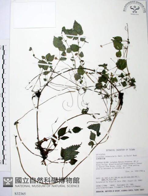 長梗盤花麻藏品圖，第1張