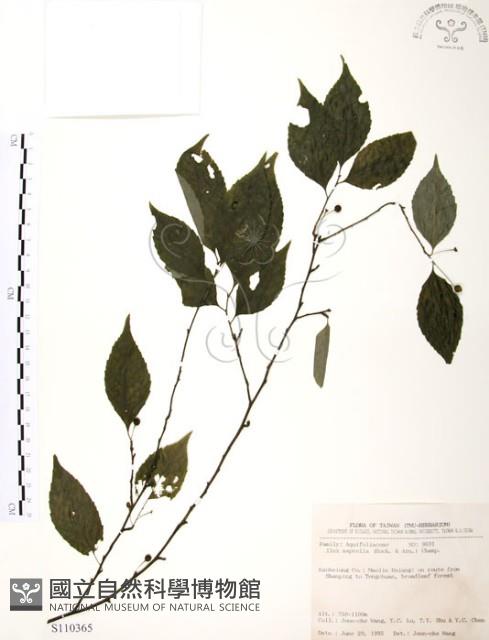 燈稱花、烏雞骨藏品圖，第1張