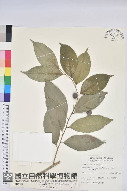 交力坪鐵色藏品圖，第1張