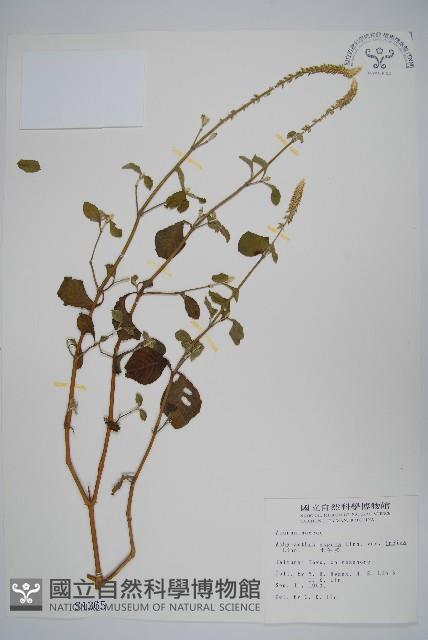 印度牛膝、土牛藤藏品圖，第1張