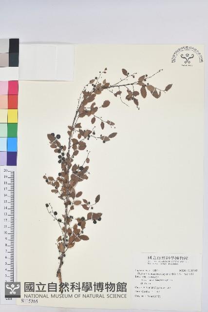 高雄葉下珠、高雄油柑藏品圖，第1張