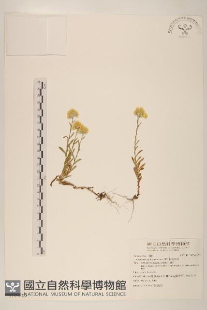 秋鼠麴草藏品圖，第1張