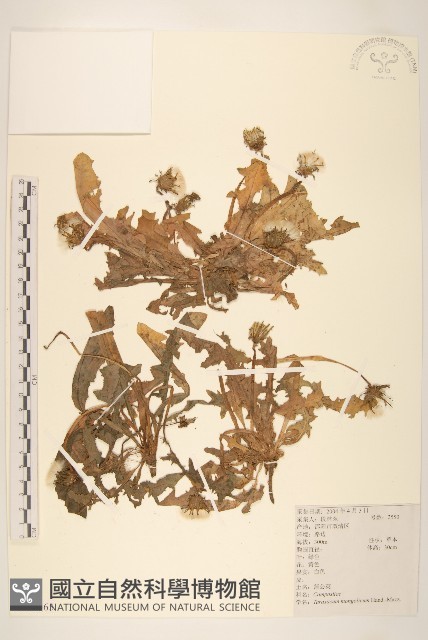 蒲公英藏品圖，第1張