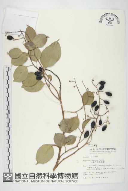 亨利氏伊立基藤藏品圖，第1張